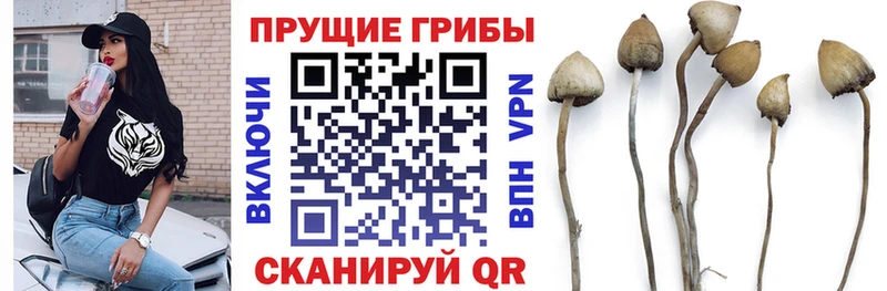 Псилоцибиновые грибы Psilocybe  Черноголовка 